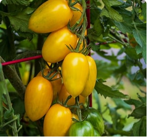 Bliss Hybrid Tomato