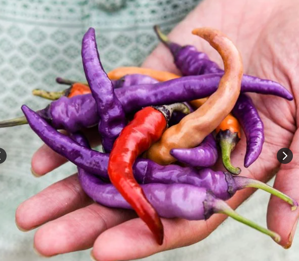 Buena Mulata Hot Pepper