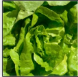 Starter Box: Classic Garden Favorites