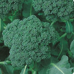 Calabrase Green Sprouting Broccolli