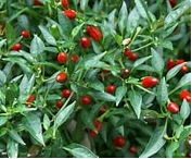 Mazzetti Hot Pepper