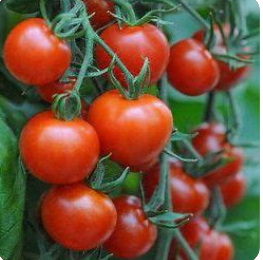 Celebration Tomato