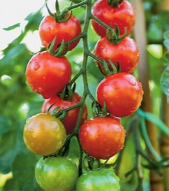 Chadwick Cherry Tomato