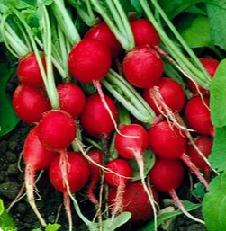 Cherry Belle Radish Seeds