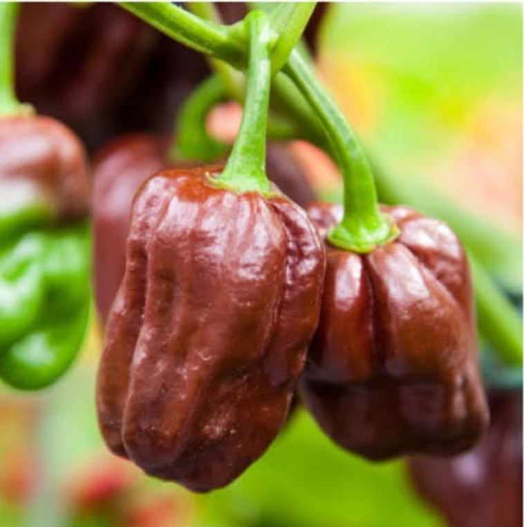 Starter Box: Some Like It Hot Peppers