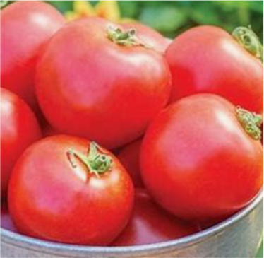 Cloudy Day Tomato
