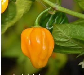 Congo Yellow Trinidad Hot Pepper