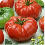 Costoluto Genovese Tomato