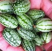 Cucamelon