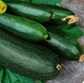 Dark Green Zucchinni