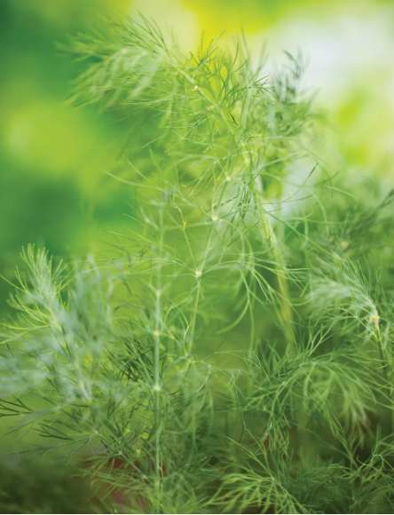 Mammoth Dill
