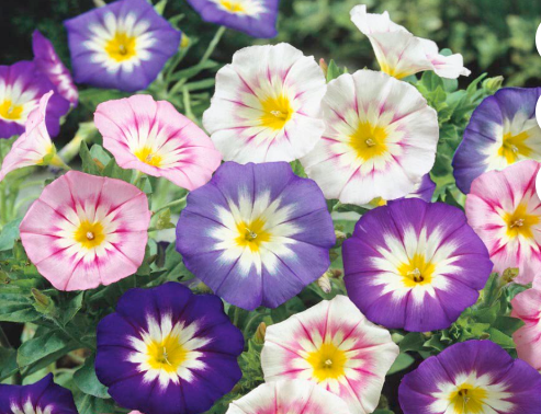 Ensign Morning Glory