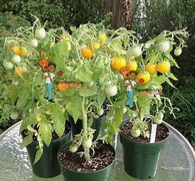 Floragold Tomato (Micro Tomato Plant)