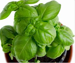 Genovese Basil