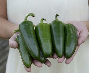 Gigantia Hybrid Jalapeno Pepper