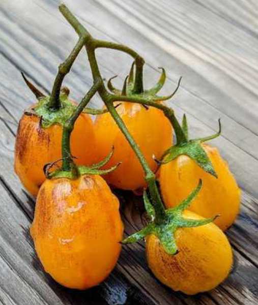 Golden Hour Tomato (Micro Tomato Plant)