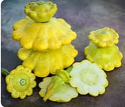 Golden Scallop Summer Squash