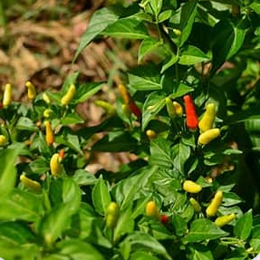 Hawaiian Hot Pepper