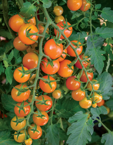 Honeycomb Hybrid Tomato