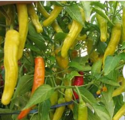 Hungarian Hot Wax Pepper