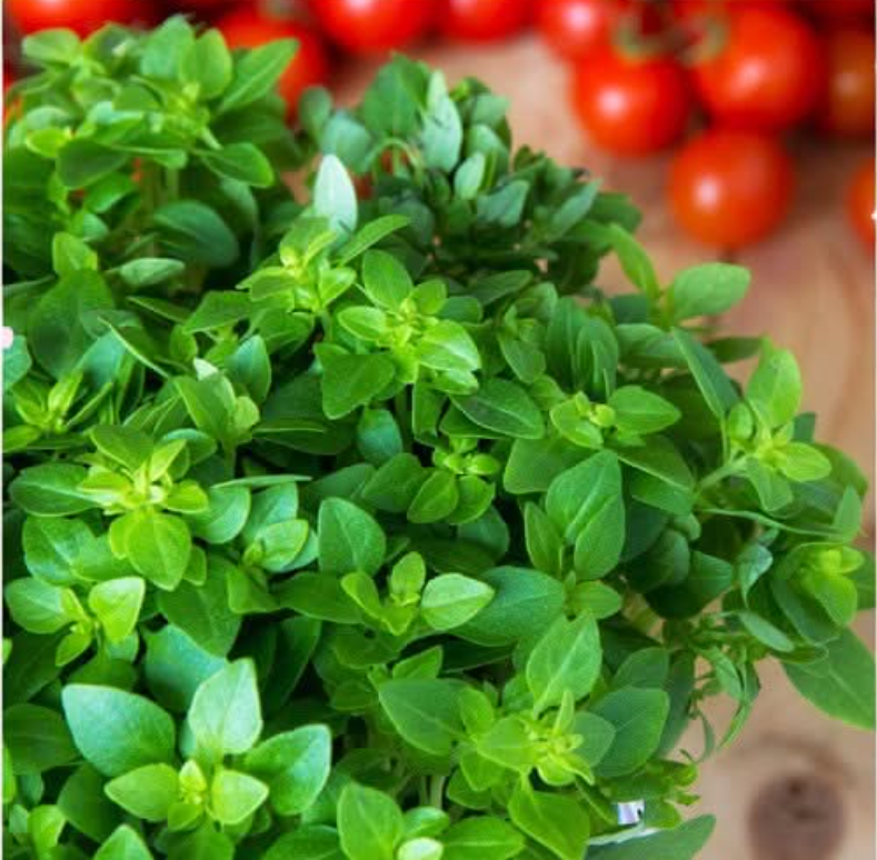 Italian Oregano