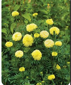 Key Lime Marigold