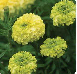 Key Lime Marigold