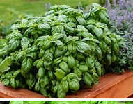 Starter Box: Busy Bee Herb Garden