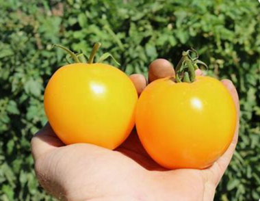Lemon Boy Tomato