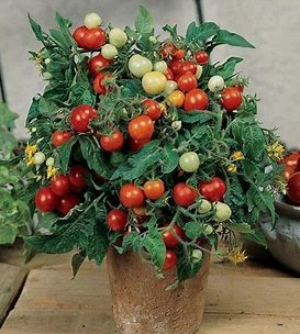 Micro Tom Tomato (Micro Tomato Plant)