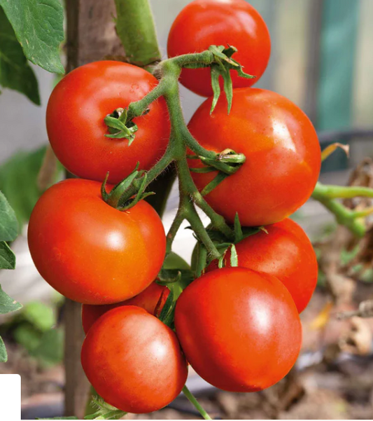 Moneymaker Tomato