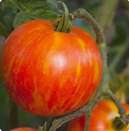 Mr. Stripey Tomato