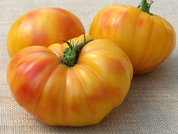 Oaxacan Jewel Tomato