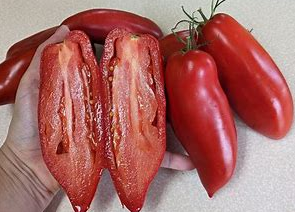 Opalka Tomato