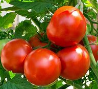 Oregon Spring Tomato