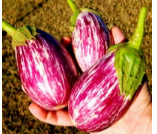 Pandora Striped Rose Eggplant