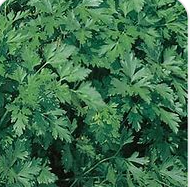 Dark Green Italian Parsley