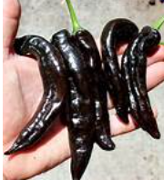 Pasilla Bajio Chile Hot Pepper