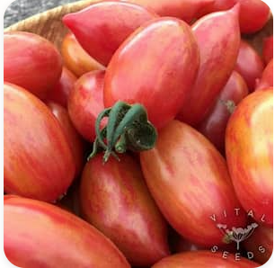Pink Tiger Tomato