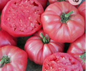 Brandywine Pink Tomato