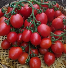 Principe Borghese Tomato