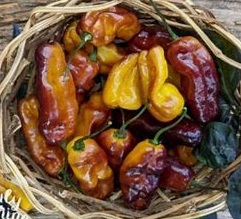 Puma Hot Pepper