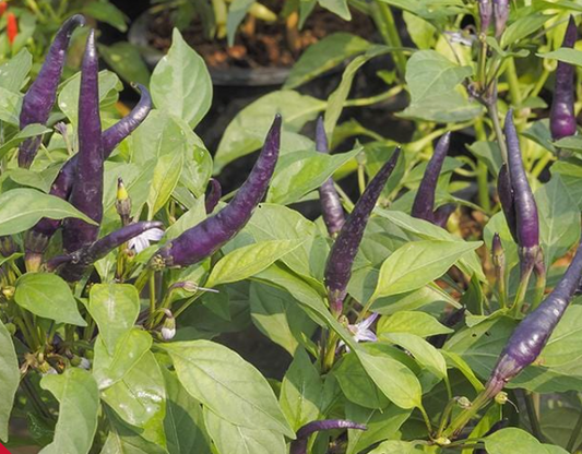 Purple Cayenne Hot Pepper