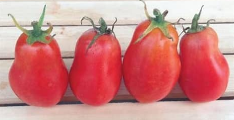 Roma Tomato