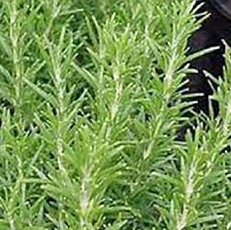 Rosemary
