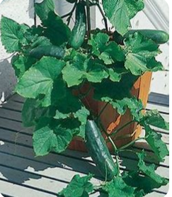 Spacemaster Cucumber