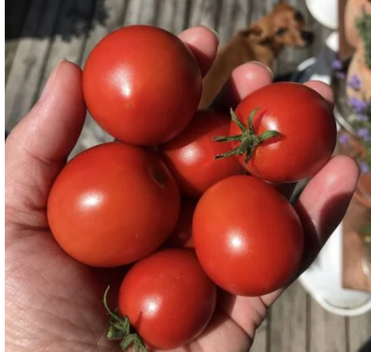 Sub Arctic Plenty Tomato