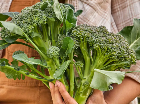 Sun King Broccolli