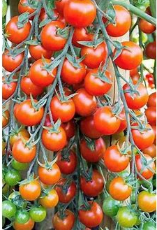 Supersweet 100 Cherry Tomato