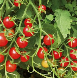 Sweetie Tomato